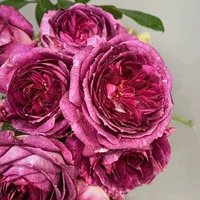 Дропшиппинг, саженцы розовых цветов с черничным тортом, серия Dalebard, большие ароматные термостойкие цветы.