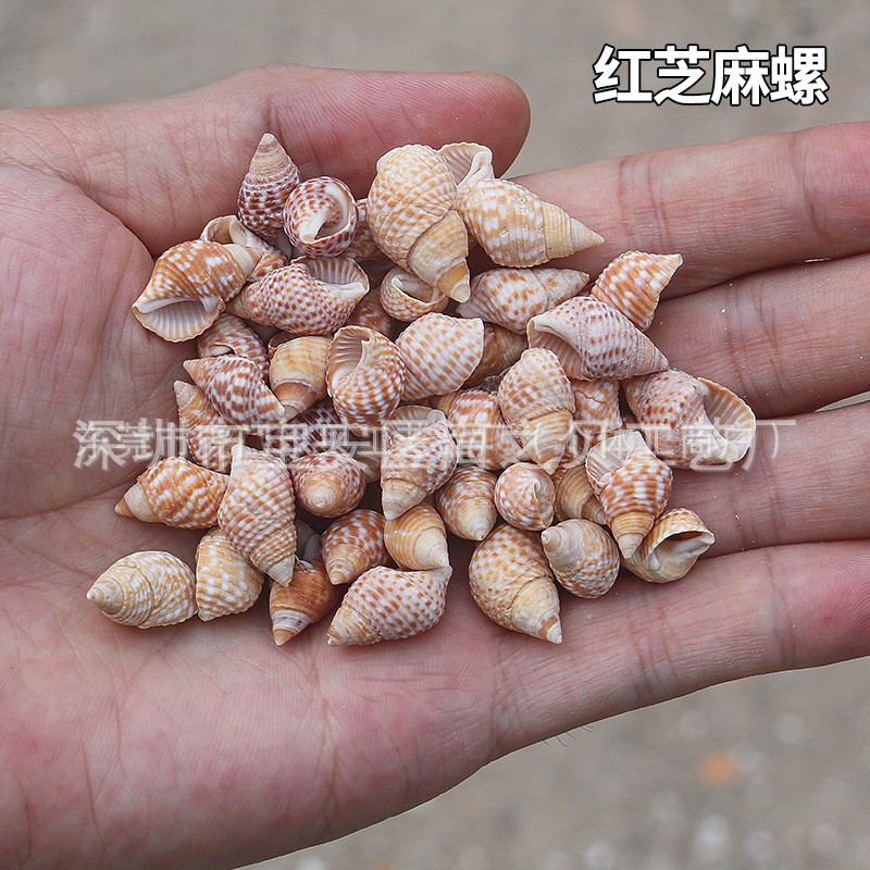 Concha Daquan natural con cera de pescado, materiales decorativos mediterráneos DIY al por mayor