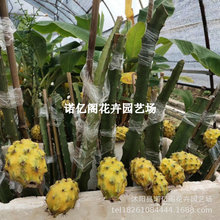 新品种燕窝火龙果苗无刺黄龙白肉红肉嫁接苗当年结果火龙果盆栽