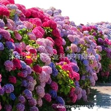 绣球花种子无尽夏绣球花花种籽子多年生花籽易活盆栽庭院四季种植