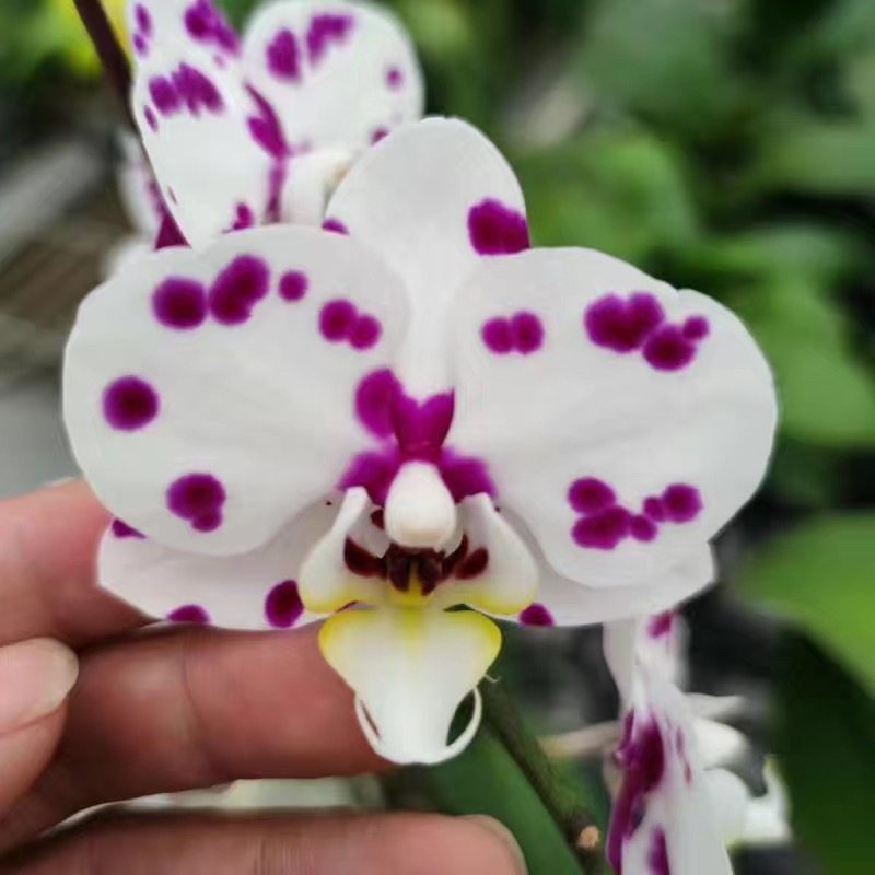Orquídea de mariposa en las cuatro estaciones, balcón interior, oficina en maceta, flores verdes, fácil alimentación image 10