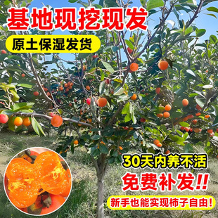 ӘͥԺشo˴S̫ӘϱNֲ