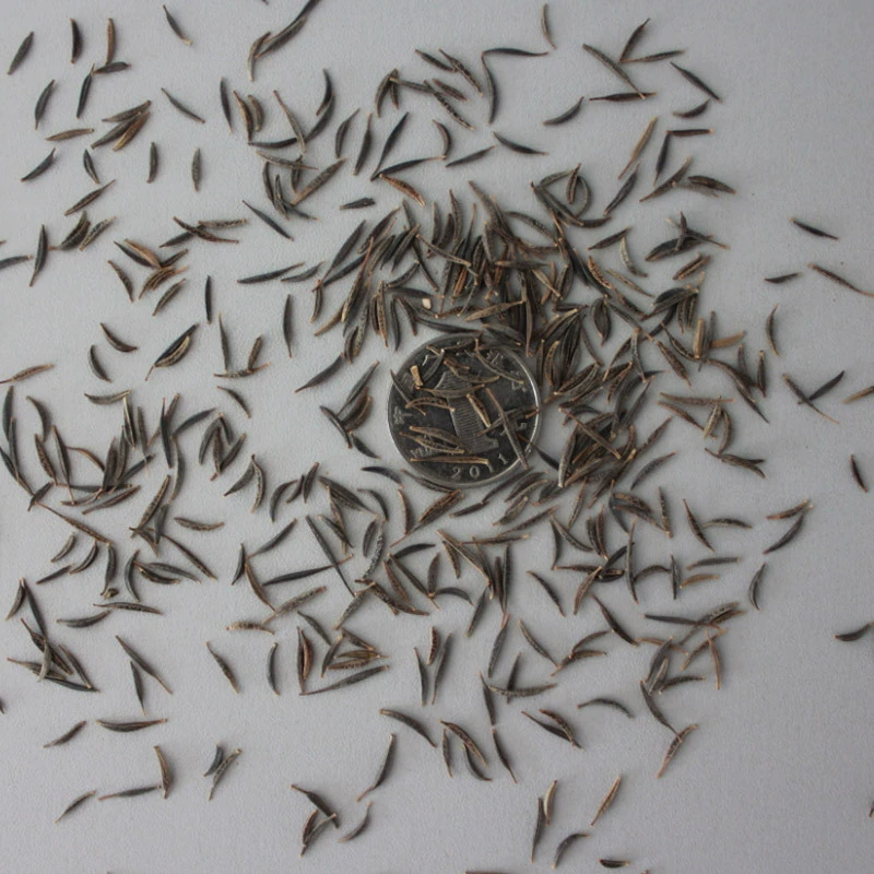 Оптовые поставки семян космоса, комбинированных семян полевых цветов, семян цветочного ландшафта "Цветочное море", садовых цветов Gesang.