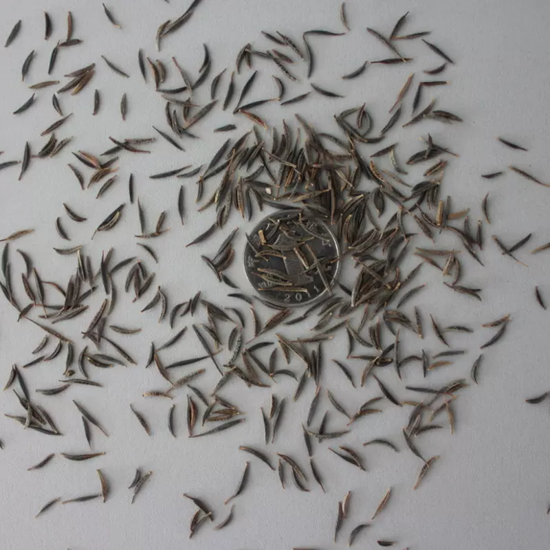 厂家批发波斯菊种子 野花组合种子 花卉景观花海种子园艺格桑花草