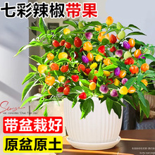 七彩辣椒盆栽带果可食用绿植阳台开花结果植物彩椒树苗朝天椒室内