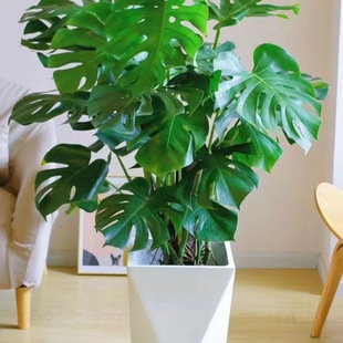 Large-Leaf Monstera, Monstera, Green Plants, Balcony Indoor Green Plants, Office, Easy to Grow, Evergreen All Year Round
