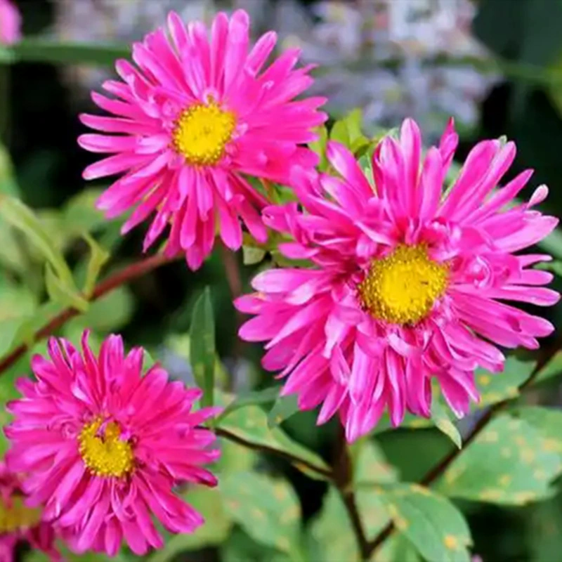 Семена цветов хризантемы, конфеты, репеллент от комаров, семена хризантемы, семена смешанных цветов, семена полевых цветов для улицы, во дворе, северные, морозостойкие, легко живущие