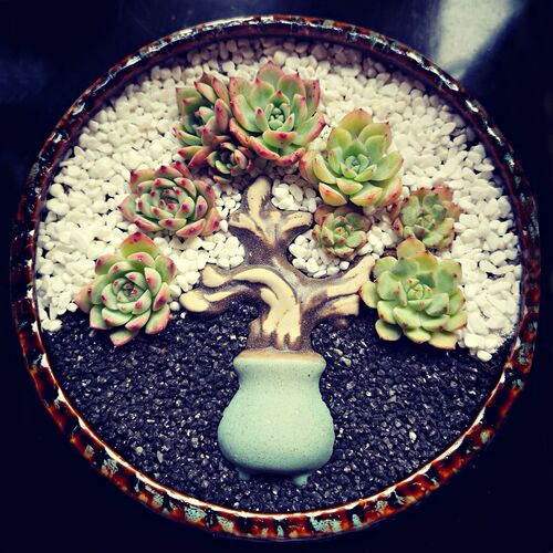 Large caliber succulent flower pot ceramic wholesale extra large platter factory direct sales one piece drop shipping