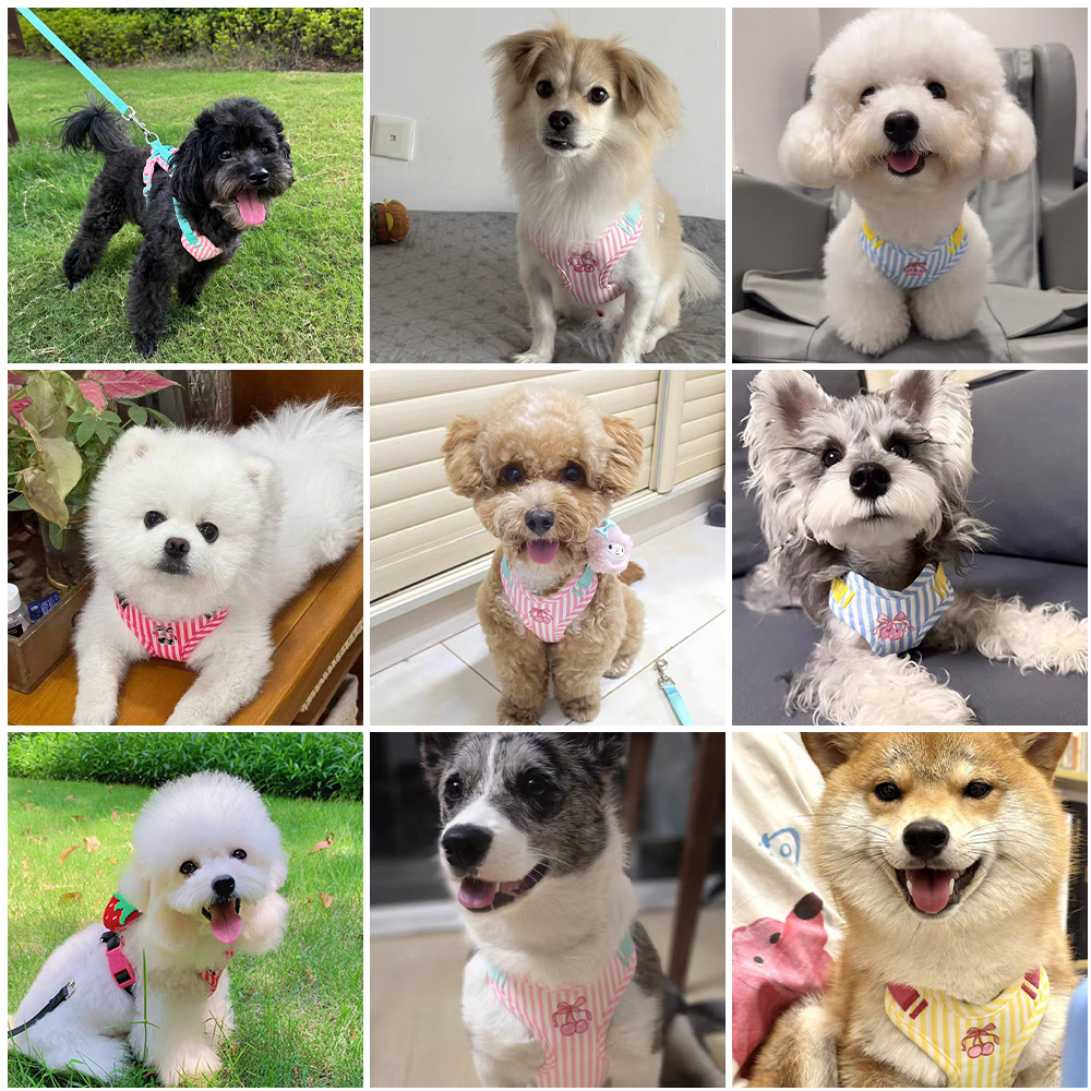 Pet chaleco tipo cinturón de pecho para perros pequeños cuerda de tracción para perros anti-desprendimiento lindo cuerda para perros pequeños y medianos caminando perros pecho espalda
