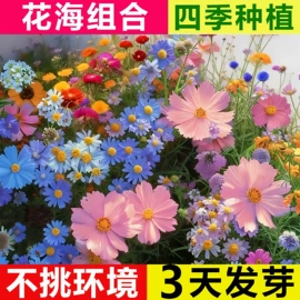 种子;草种子;草坪