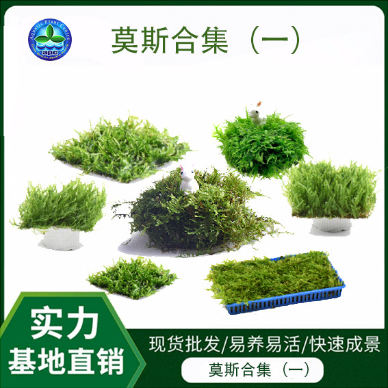 新款三角莫斯片植物真草鱼缸造景活体草水族箱观赏造景水草批发