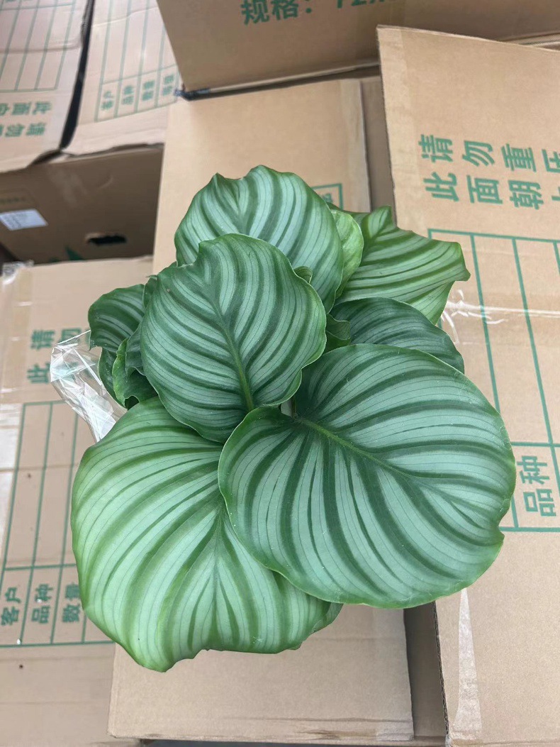 详情图