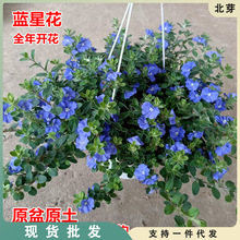 蓝星花盆栽带花苞阳台庭院花园耐热四季开花吊兰花卉垂吊好养植物