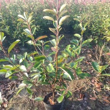 红叶石楠大桶四季常青道路红叶石楠中桶苗石楠球石楠小区绿化工程