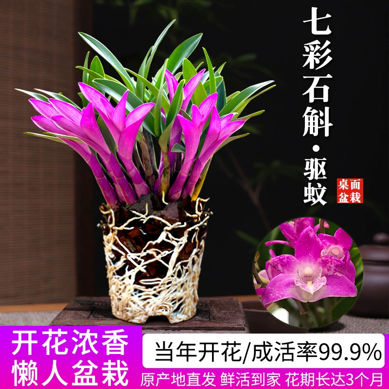 Красочные цветы парфюмерной орхидеи дендробиума хорошо растут в любое время года и являются зеленым растением с сильным ароматом. Зеленое растение дендробиума очищает воздух.