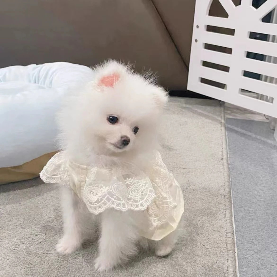 Vestido Cachorro Verano Primavera Otoño Ropa Mascota Perros Pequeños Teddy Bichón Pomerania Taza de Té Perro Gato Estilo Delgado_voghion.com