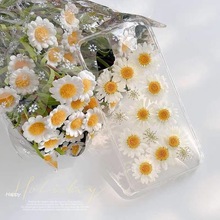 雏菊干花苹果15pro真花手机壳iPhone14/1312promax滴胶11XS软壳