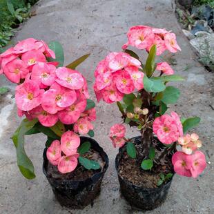 �󻨴��~����÷�Ҽtɫ�ļ��_�������҃����r��ֲ���F����ͥԺ�Gֲ