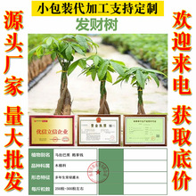 lؔNӾGֲkҿ͏dֲ̨ﻨС辰 pӘ