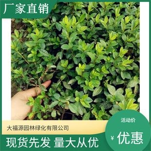 ������N���������l�� ���󃞻�  Ʒ�N�Rȫ���^�쾰���̾G����