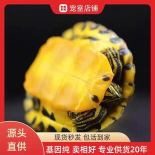 �S���� �~�׻��B����B�����������l���u�糱 �����~�������J��