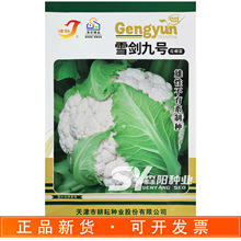 津耘雪剑九号花椰菜种子雄不育杂交白花菜春秋季紧实型雪白紧花菜