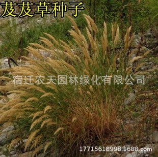 Pasture Seeds, Grass Seeds, Grass Seeds, Grass Seeds, Poultry Feed, Salt-Tolerant Grass Seeds