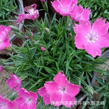 ���Բݻ���ʯ�� ����ʯ�� ����ֲ�ﳣ��ʯ���ʯ���^�G��