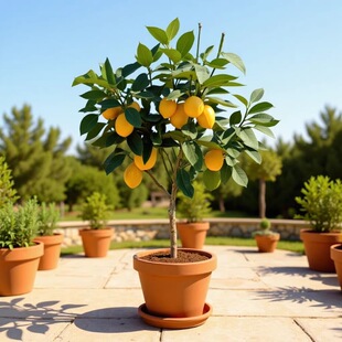 ��ˮ���ʘ��������҃�����Y���o���ļ�������ʳ�Ù��ʘ����