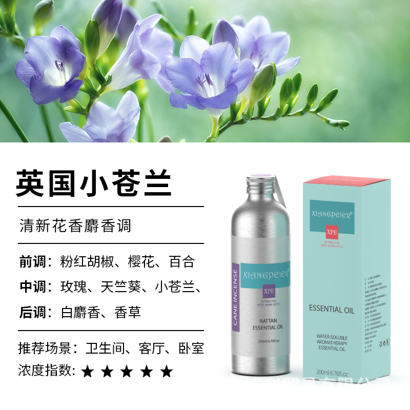 영국 프리지아(뜨거운 판매