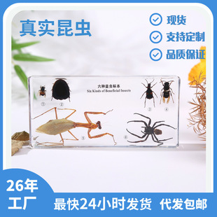 Factory direct supply of real insects butterfly specimens drop glue ornaments plant seed specimens acrylic ornaments on behalf of cross-border