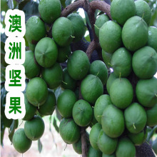 ���ވԹ���� ���һ̖������ˮ����޽����Ϸ��Nֲ������ �Y����