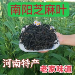 精捡芝麻叶2024新货500g河南农家土产新货晒制干货脱水干菜级