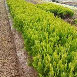 ��������؂Ȱ��S�^�ع�ľ�����l�ļ�ͥԺ���̾G�������ԾG�h��