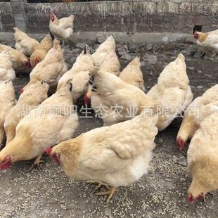 ���l���S���u���_�u���r����B��ɽ���u���w֧�������Bֳ���gָ��