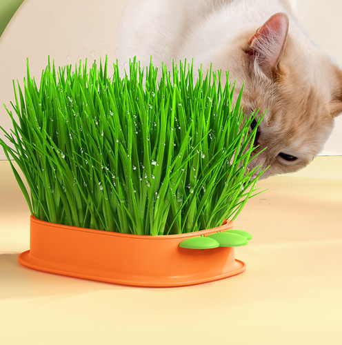 New carrot cat grass potted hairy grass wheat seed seedling plate cat mint snack soilless hydroponic box
