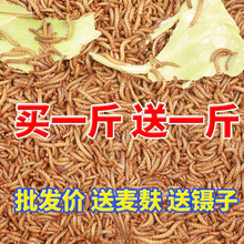 ����x����x�ӻ��w�S���x�r������x�˸����С�Bʳ��������~