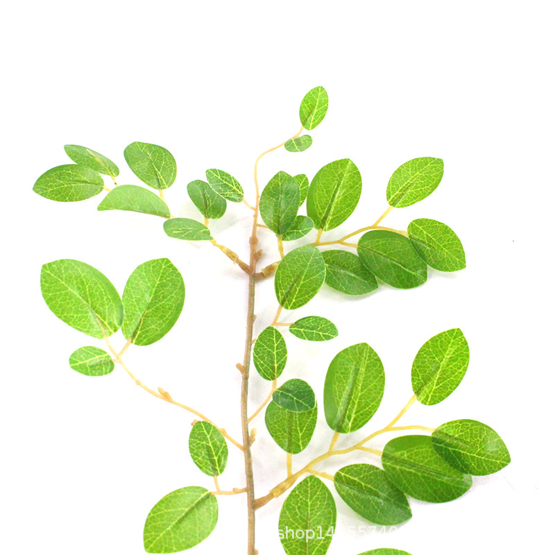 XRB-254 檵木叶单枝33叶0 (6).jpg