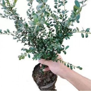 ����С�~��̴���F��ľ̨�����Ե����^�pֲ�����ֱ�N����