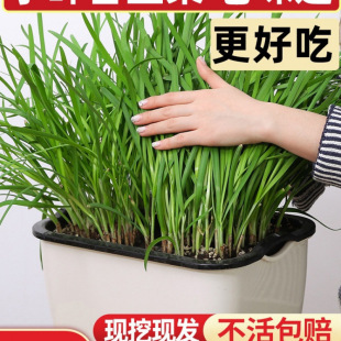 ²˸ϸ²˸N²rFڴ~tС~rļ