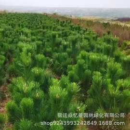 基地供应黑松油松小苗白皮松马尾松绿化苗木量大批发造型盆景松树