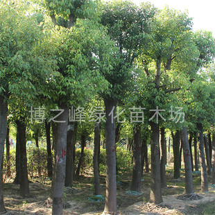 香樟树苗大树樟木庭院绿化四季青南北方种植小叶龙脑樟多年生樟树-阿里巴巴