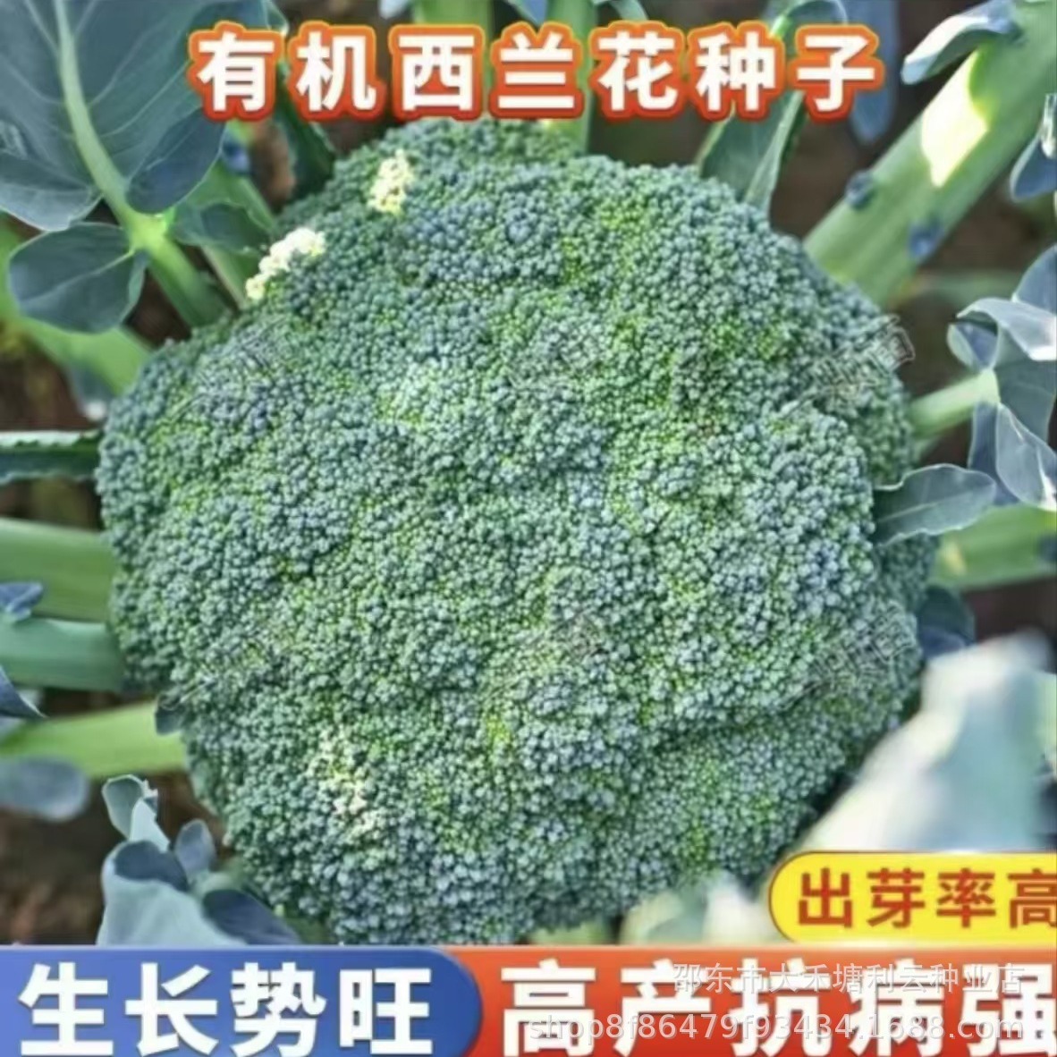 有机西兰花种子青梗松花菜花椰菜耐寒有机菜花蔬菜春秋季播蔬菜种