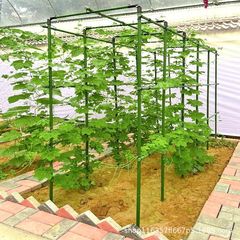 藤の棚のブドウのキュウリの豆の角の棚の野菜の花の支えの庭の園芸の花卉の植物の支持棒のトマトの棚