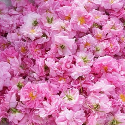 大马士革玫瑰干花、干花朵、花冠