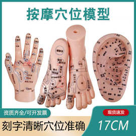 手足耳朵模型经络穴位反射区脚底按摩保健脚部足底高清晰中医教学