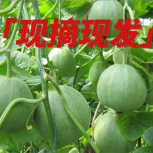 东北香瓜脆甜应季水果新鲜可食包邮孕婴甜瓜供应链多汁绿宝石