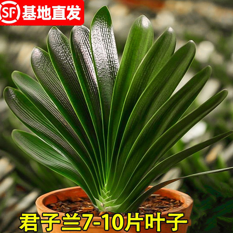 Four-Season Clivia Potted Plant with Buds, Old Seedlings, Large and Small Seedlings, Flower Plants, Indoor Flowers and Green Plants, Easy to Maintain, Round-Headed Monk