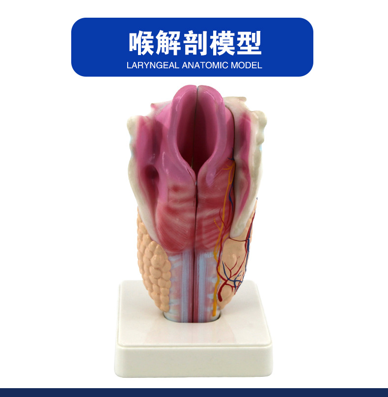 33209喉解剖模型_02.jpg