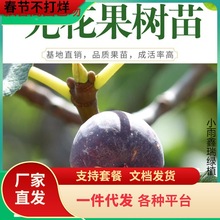 一件代发无花果树果苗波姬红无花果盆栽地栽带土庭院特大无花果苗